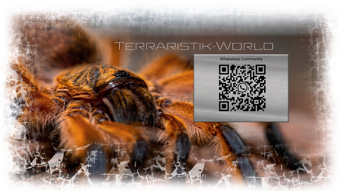 Website ist Bald Online